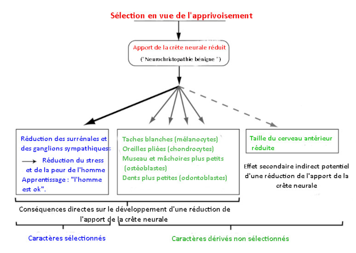 gènes impliqués dans la domestication